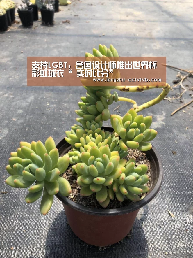  足球直播